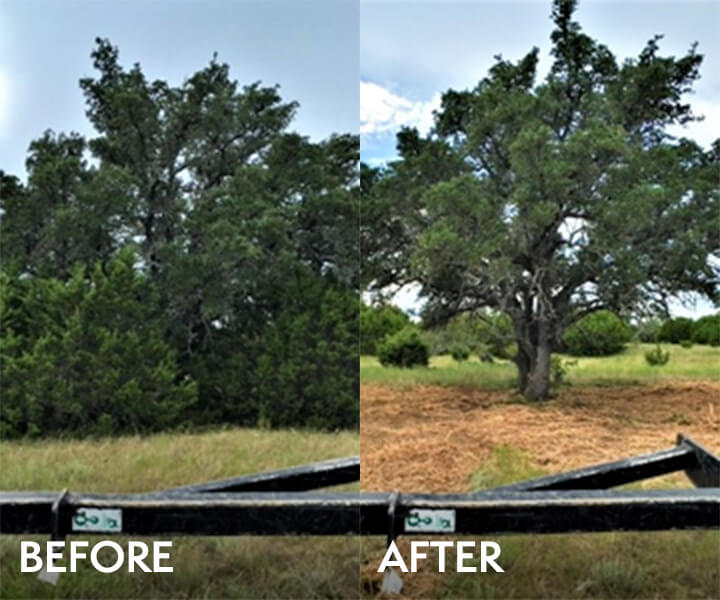 Tree before/after